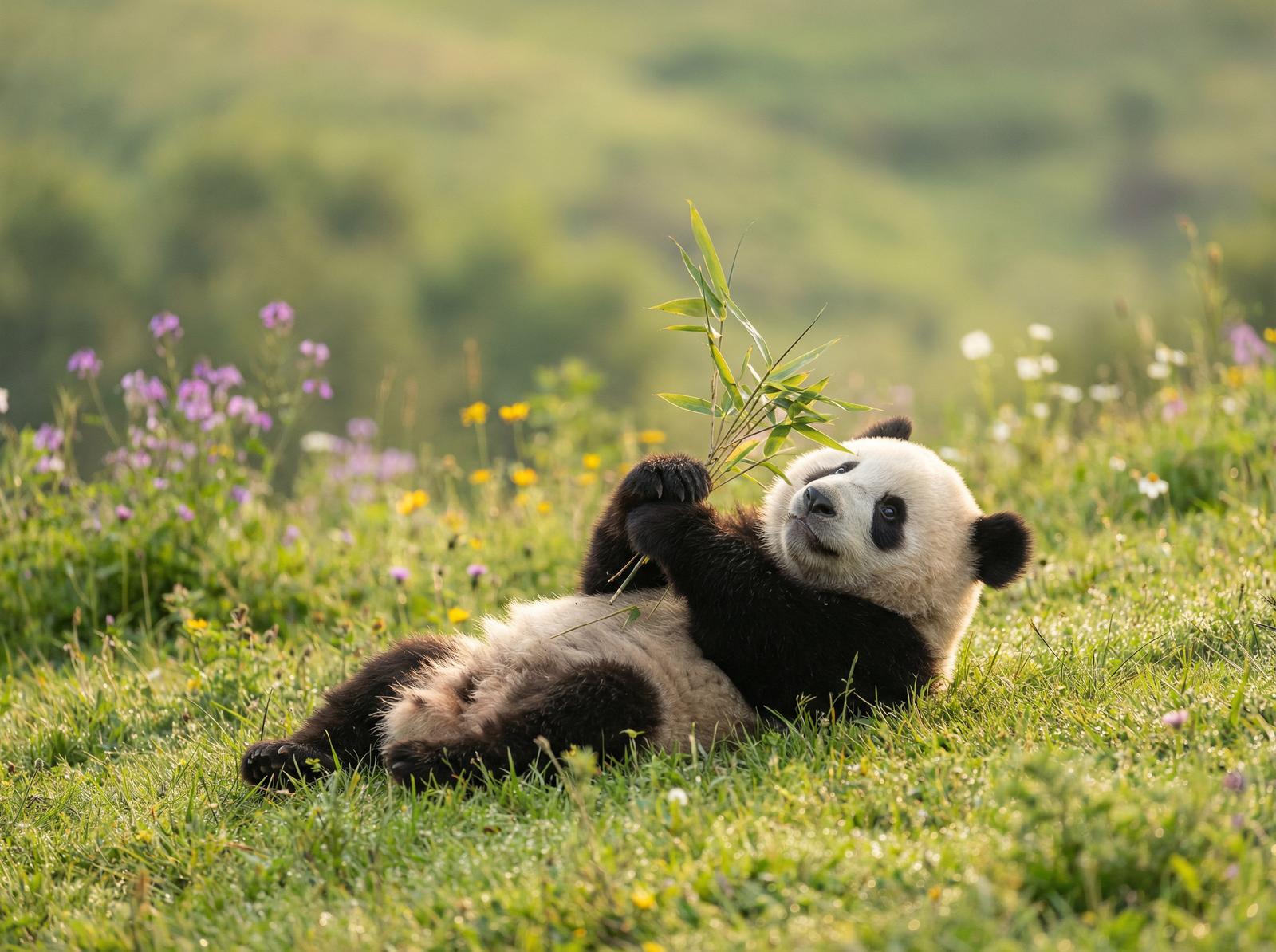 男同视频熊猫视频