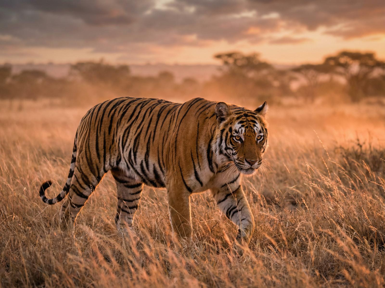 男同视频老虎写真视频